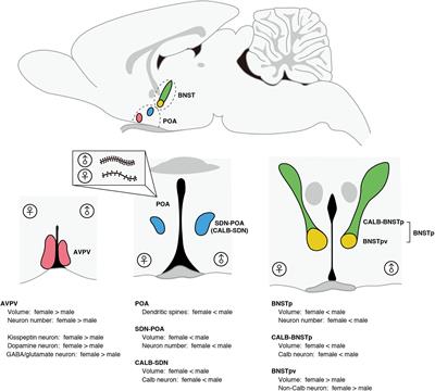 Sexually Dimorphic Formation of the Preoptic Area and the Bed Nucleus of the Stria Terminalis by Neuroestrogens